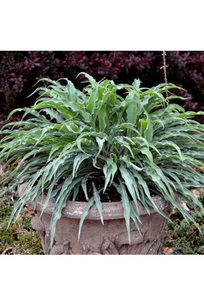 Hosta ’Silly String’ квіти